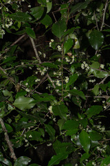 Gymnosporia harveyana