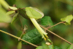 Correa reflexa lobata