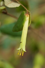 Correa reflexa lobata