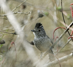 Thamnophilus zarumae
