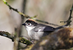 Atlapetes leucopterus