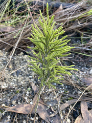 Lycopodium deuterodensum
