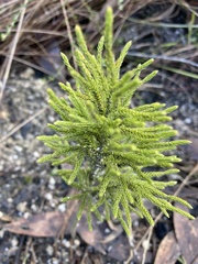 Lycopodium deuterodensum