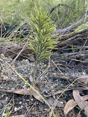 Lycopodium deuterodensum