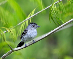 Thamnophilus punctatus