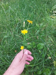 Hypochaeris radicata