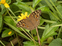 Junonia lemonias