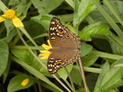 Junonia lemonias