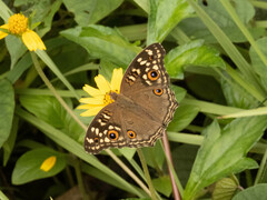 Junonia lemonias