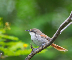 Synallaxis stictothorax