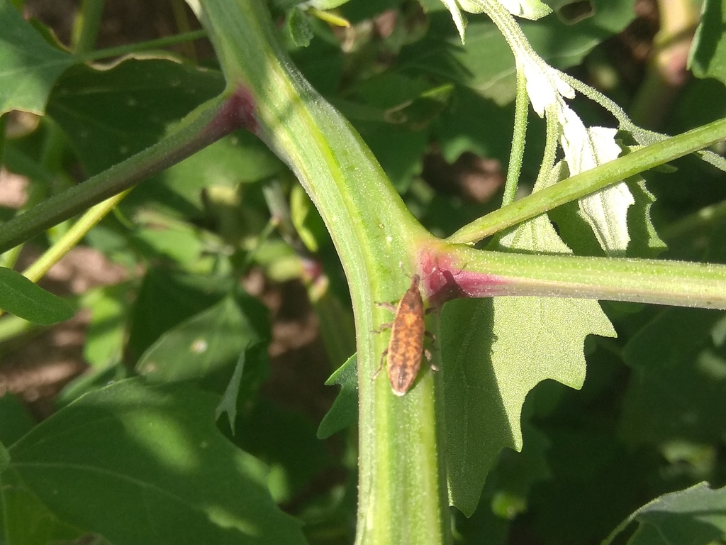Lixus subtilis from Бровари, Київська обл., Україна, 07400 on July 15 ...