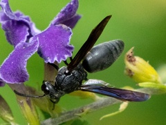 Allorhynchium chinense