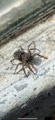 Attulus pubescens