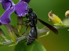 Allorhynchium chinense