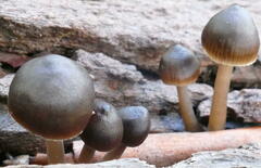 Mycena nargan
