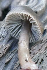 Mycena nargan