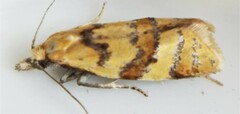 Phtheochroa vitellinana