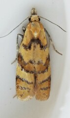 Phtheochroa vitellinana