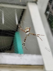 Argiope anasuja