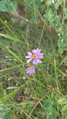 Galatella angustissima
