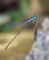 Risiocnemis serrata