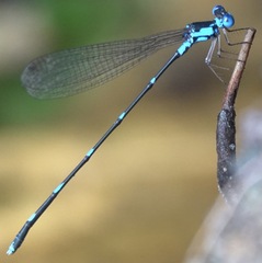 Risiocnemis serrata