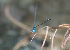Risiocnemis serrata