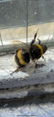 Bombus terrestris