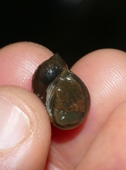 Ampullaceana balthica