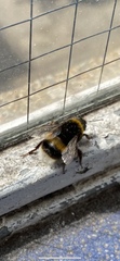 Bombus terrestris