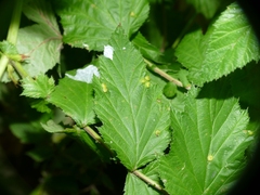 Dasineura ulmaria