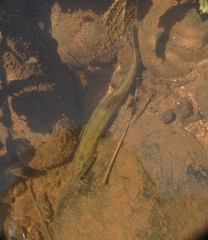 Cobitis taenia