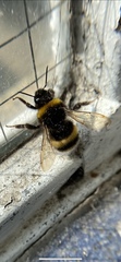 Bombus terrestris
