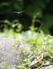 Onychothemis abnormis