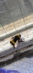 Bombus terrestris