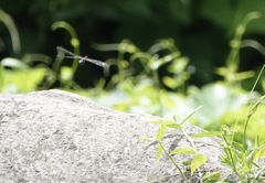 Onychothemis abnormis