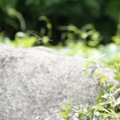 Onychothemis abnormis