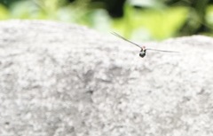 Onychothemis abnormis