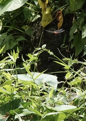 Onychothemis abnormis