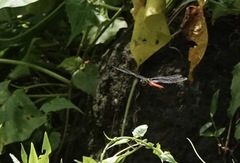 Onychothemis abnormis