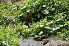 Onychothemis abnormis