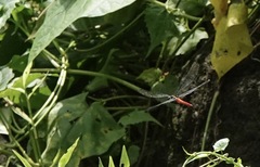 Onychothemis abnormis