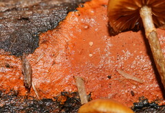 Hypoxylon crocopeplum