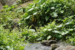 Onychothemis abnormis