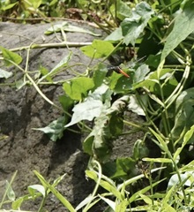 Onychothemis abnormis