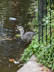 Ardea cinerea