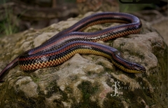 Farancia erytrogramma erytrogramma