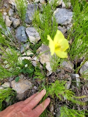 Papaver radicatum