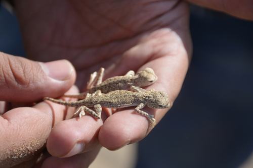 Blacktail Toadhead Agama, Phrynocephalus maculatus