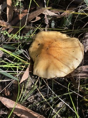 Cortinarius sinapicolor